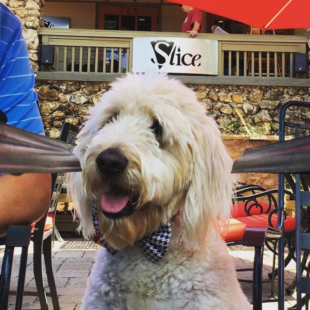 Bamabuzz, Civic Slice Dog Alabama House Of Representatives, Alabama Pet Dogs, Alabama Politics, Bill 235, Montgomery, Outdoor Dining, Pet Dogs