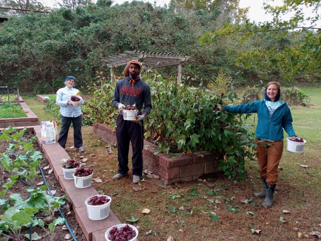 Fun, Education Hibiscus Season At Eat South For Farmers Market Season