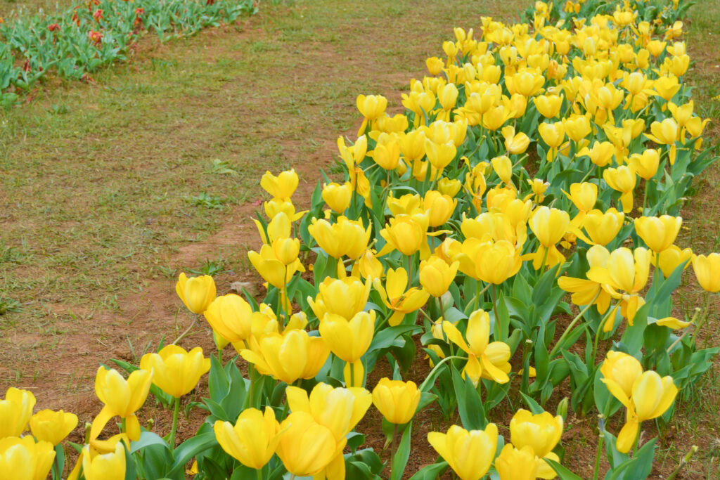 Fun Festival Of Tulips