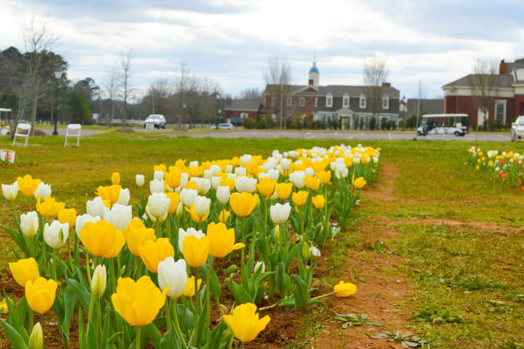 Fun Festival Of Tulips