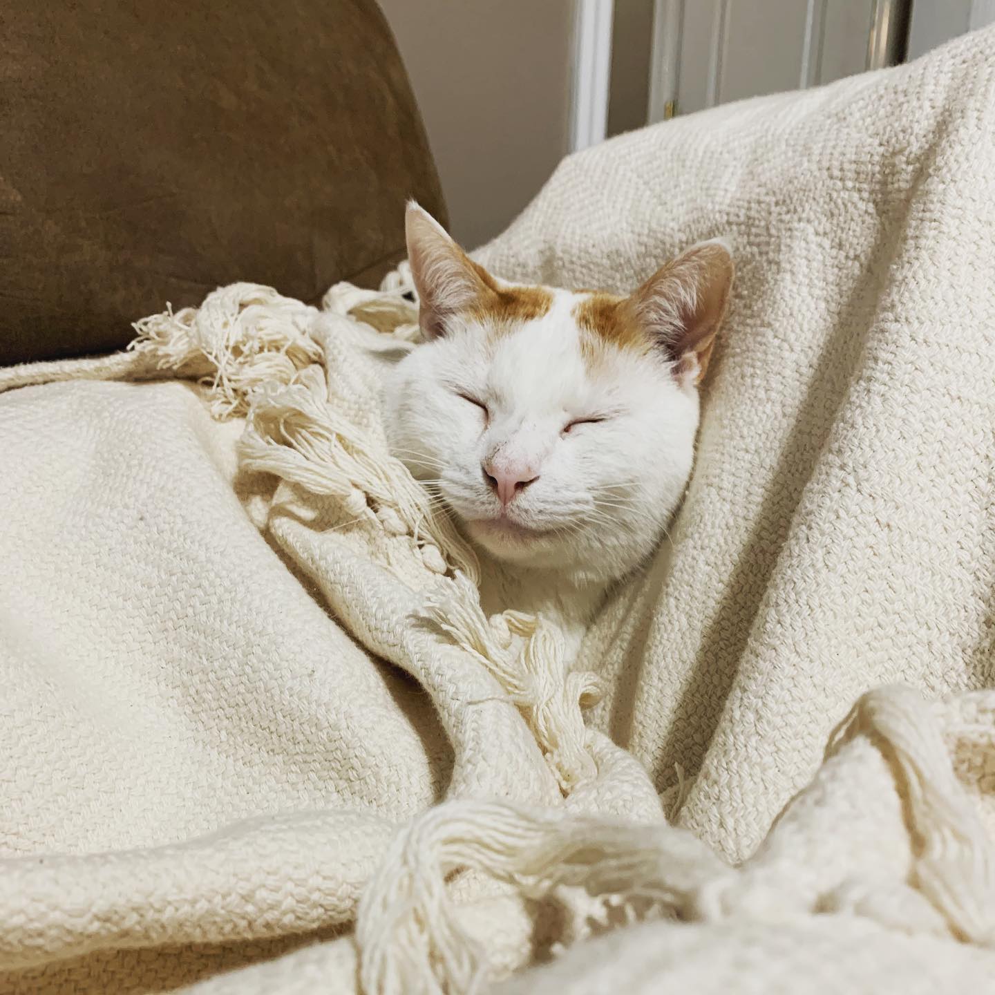 Business, Bamabuzz Happy Cat Snuggled In Red Land Cotton