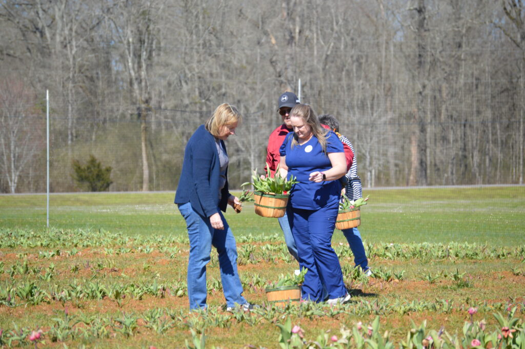 Fun Festival Of Tulips