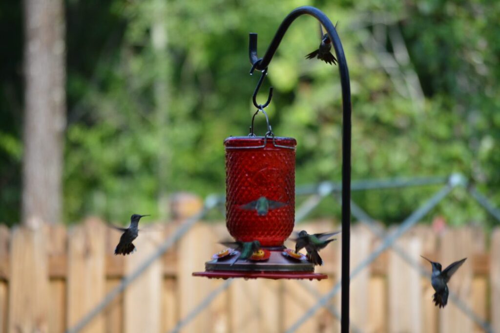 Education Multiple Hummingbirds Gather Around The Feeder