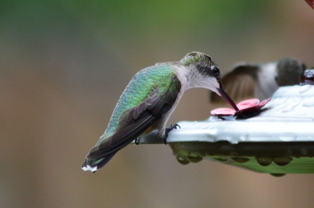 Bamabuzz, Education, Fun, Mobile Two Hummingbirds Drinking At A Feeder