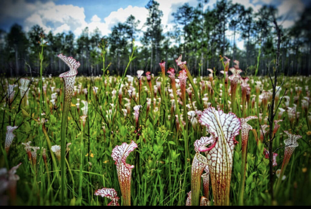 Fun, Bamabuzz, Education, Uncategorized Splinter Hill Bog Pitcher Plants Flower Trail
