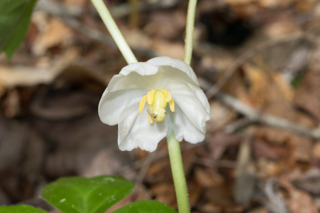 Fun, Bamabuzz, Education, Uncategorized Mayapple Flower Trail