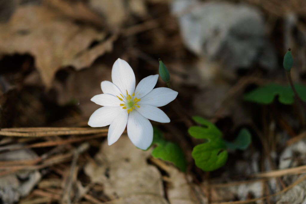 Fun, Bamabuzz, Education, Uncategorized Springephemerals 20170325 105735 Alabama, Flower Hikes, Flowers, Hiking, Outdoor, State Parks, Trails, Wildflower Hikes, Wildflowers