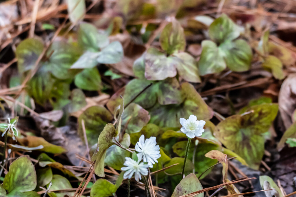 Fun, Bamabuzz, Education, Uncategorized Sharp Lobed Hepatica Flower Trail