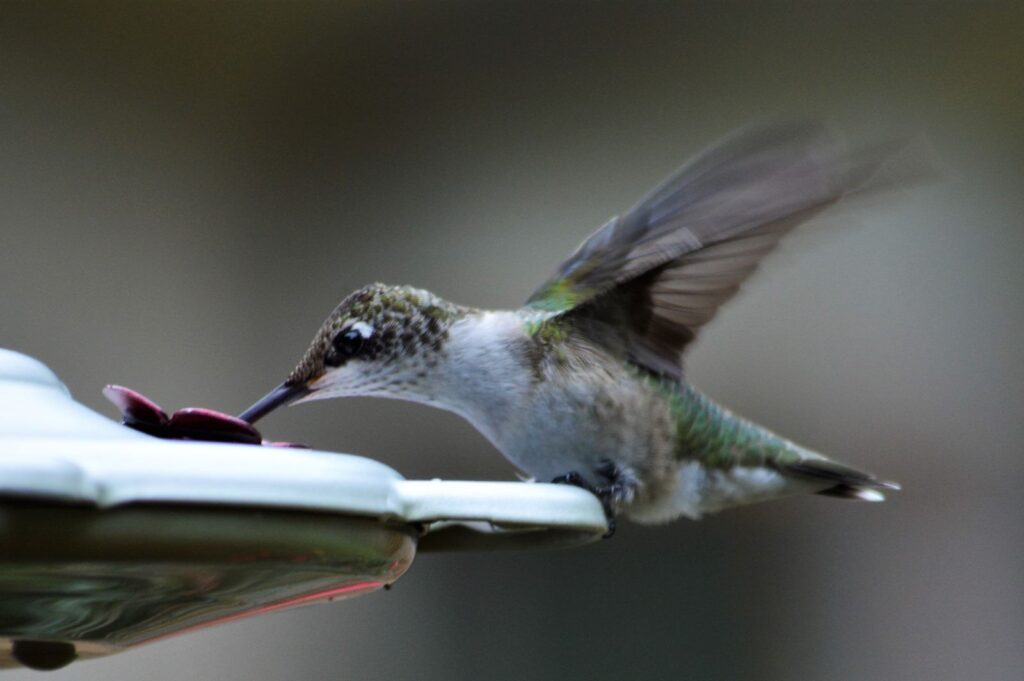 Education Hummingbird Drinks From The Feeder