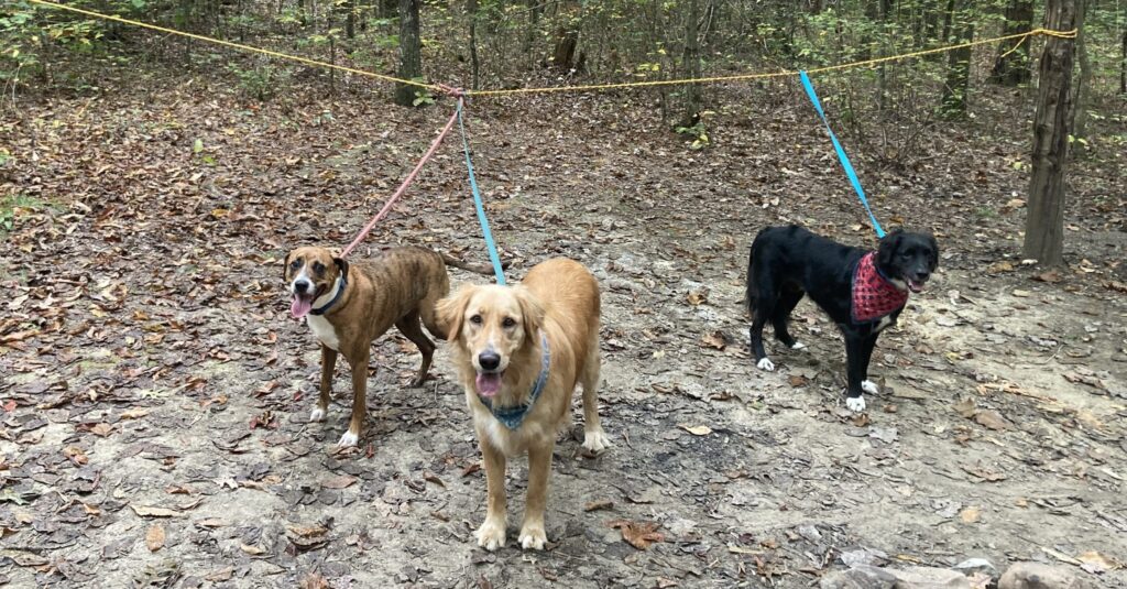 pet hiking