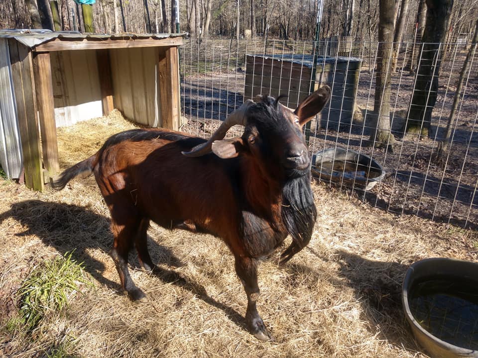 Education, Bamabuzz, Fun, Outdoors, Uncategorized Serenity Animal Farm