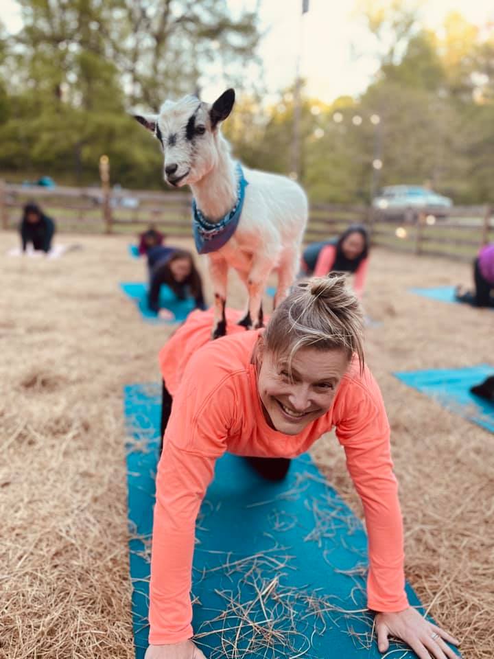 Education, Bamabuzz, Fun, Outdoors, Uncategorized Goat Yoga Bham