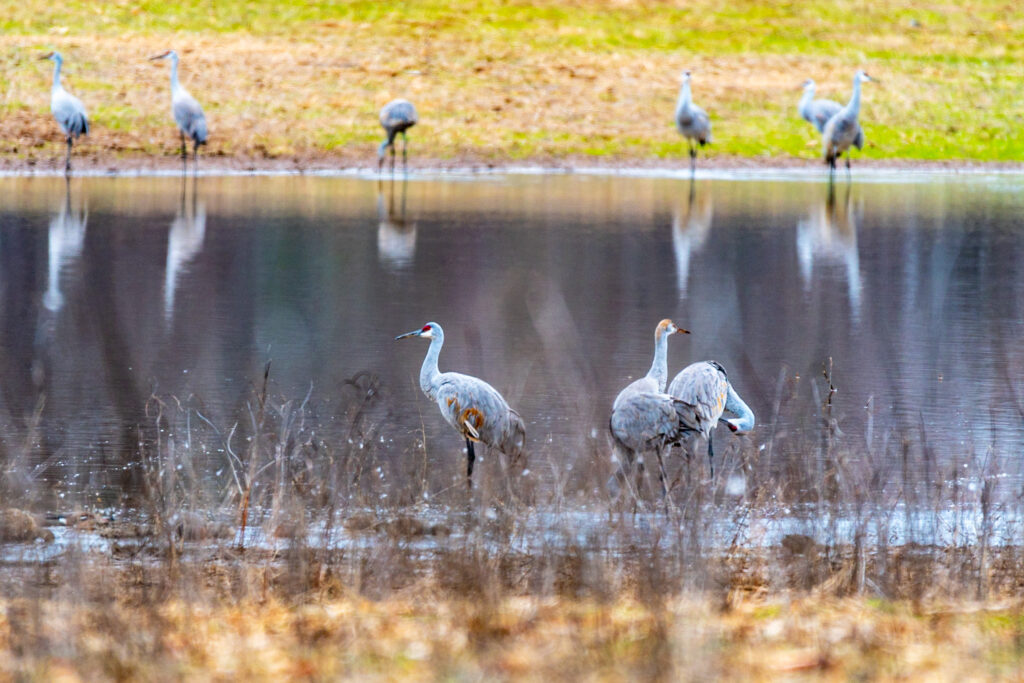 5 exciting festivals happening in Alabama this January 5 exciting festivals happening in Alabama this January