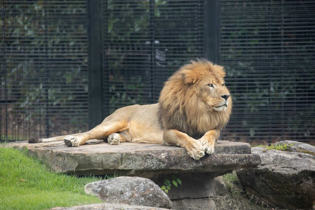 Uncategorized Leo Iii Is Una'S Mascot