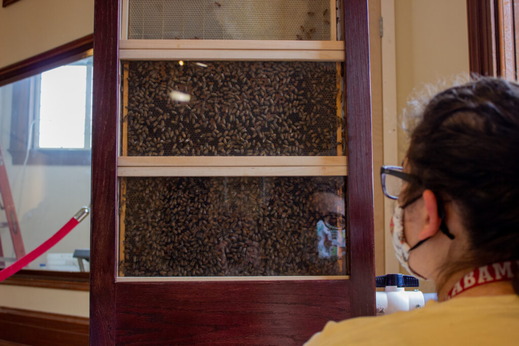Bamabuzz, Fun, Uncategorized A Ua Student Watches A Bee Hive At The Buzz About The Bees Exhibit. Photo By Libby Foster For The Bama Buzz.