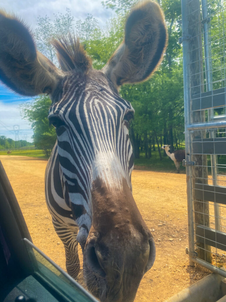 Fun Zebra At The Alabama Safari Park.