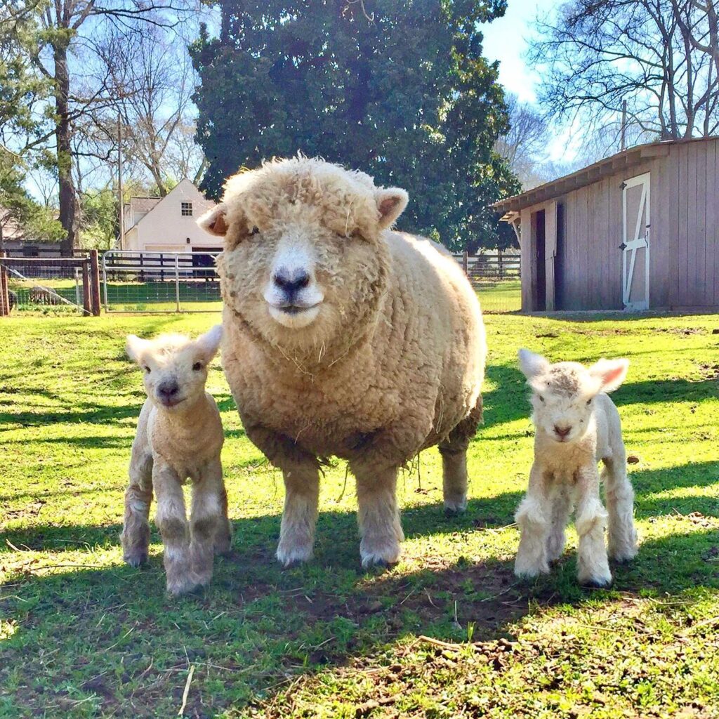 Cute alert: 6 places to meet sheep in Alabama Cute alert: 6 places to meet sheep in Alabama