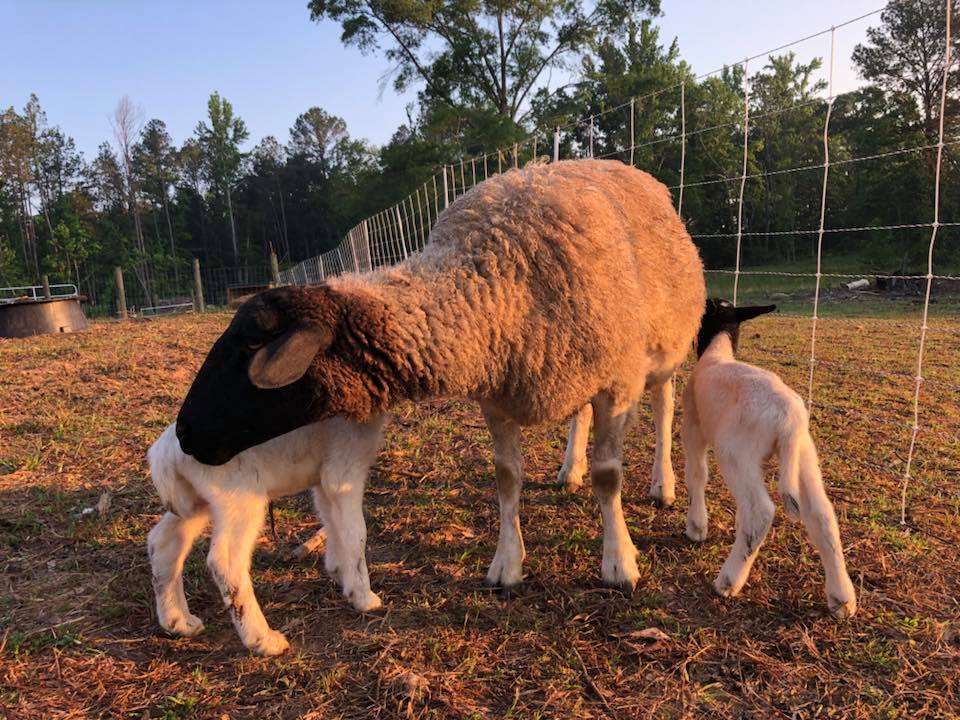 Outdoors, Bamabuzz, Education, Fun, Uncategorized Dorper Fields Farm Sheep