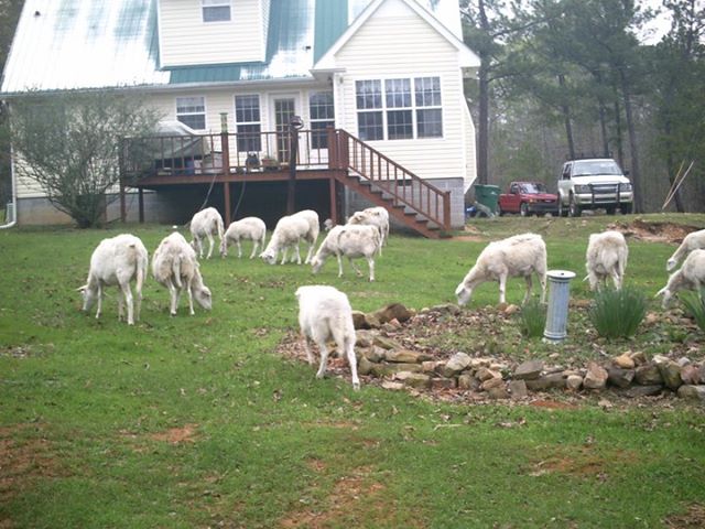 Outdoors, Bamabuzz, Education, Fun, Uncategorized Crosscreek Farm Sheep