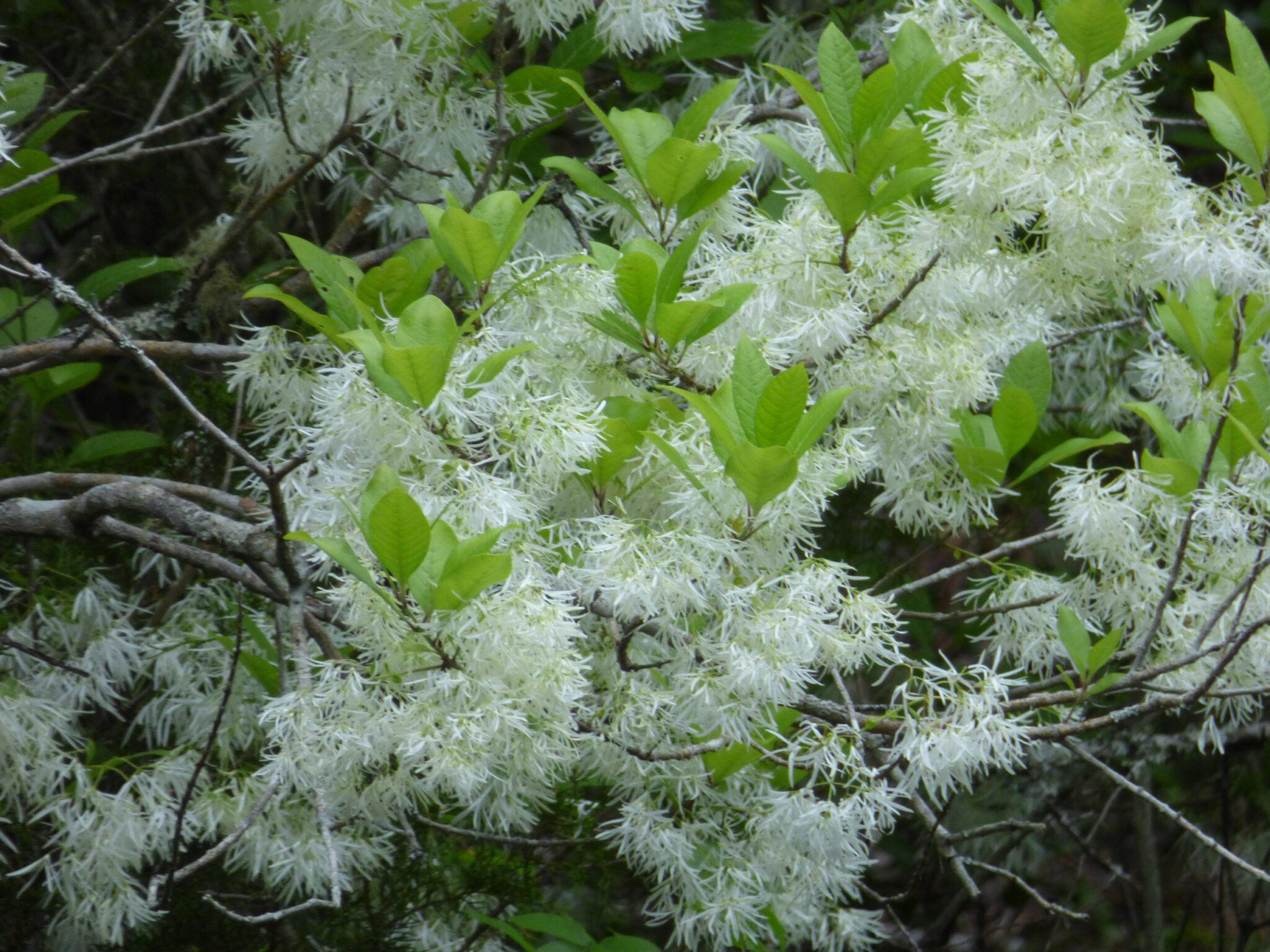 5 flowering trees to be on the lookout for this spring The Bama Buzz