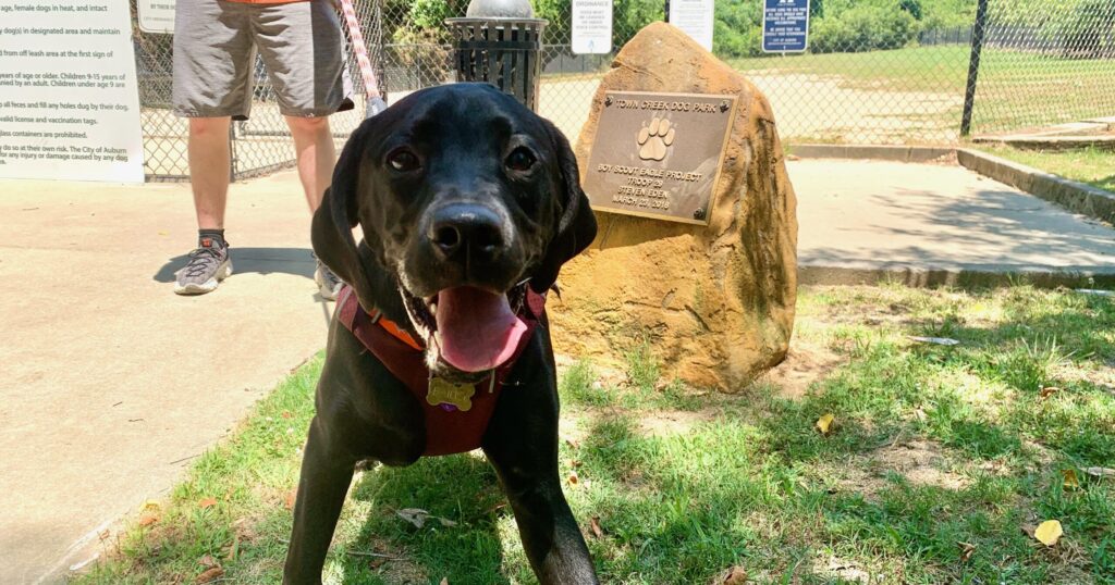 6 dog friendly things to do in Auburn this summer