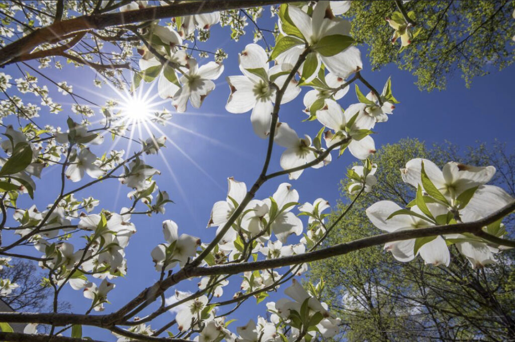 Outdoors, Bamabuzz, Education, Fun, Mobile, Uncategorized Dogwoods