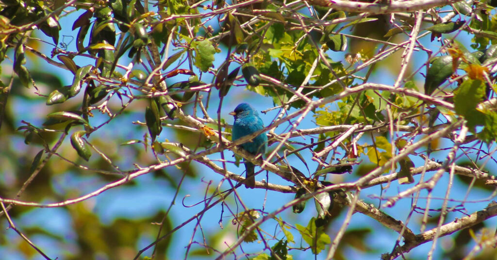 Outdoors, Bamabuzz, Fun Indigo Bunting 2