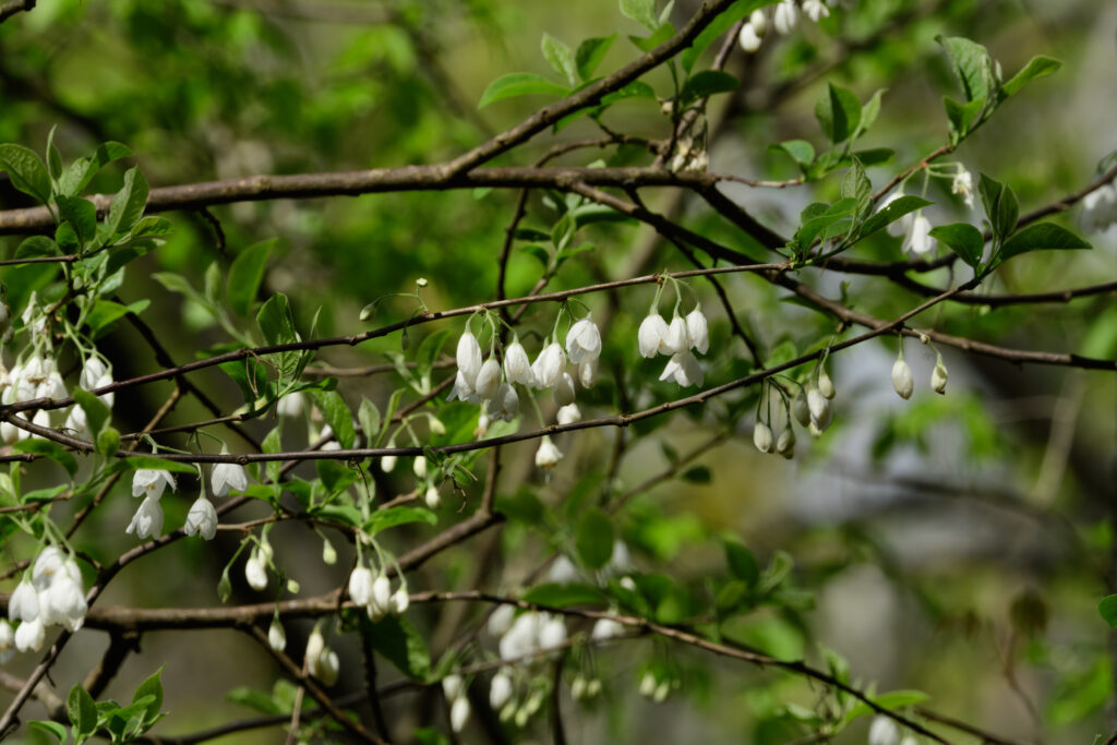 Outdoors, Bamabuzz, Education, Fun, Mobile, Uncategorized Silverbell Flowering Tree