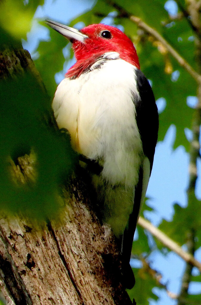 Uncategorized Red-Headed Woodpecker