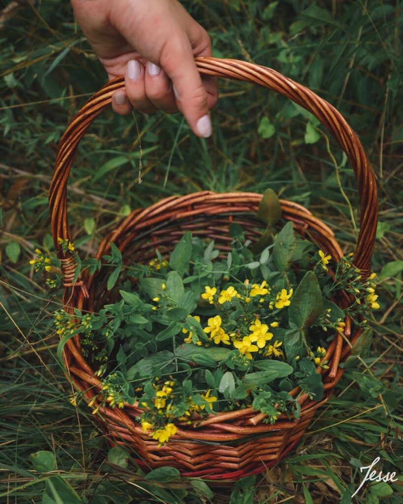 Outdoors, Bamabuzz, Education, Fun, Uncategorized Foraging Photo Via Jesse Akozbek