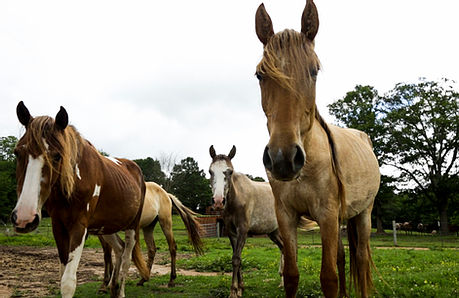 Florence’s Sacred Way Sanctuary provides a fascinating look at the Native American Horse Florence’s Sacred Way Sanctuary provides a fascinating look at the Native American Horse