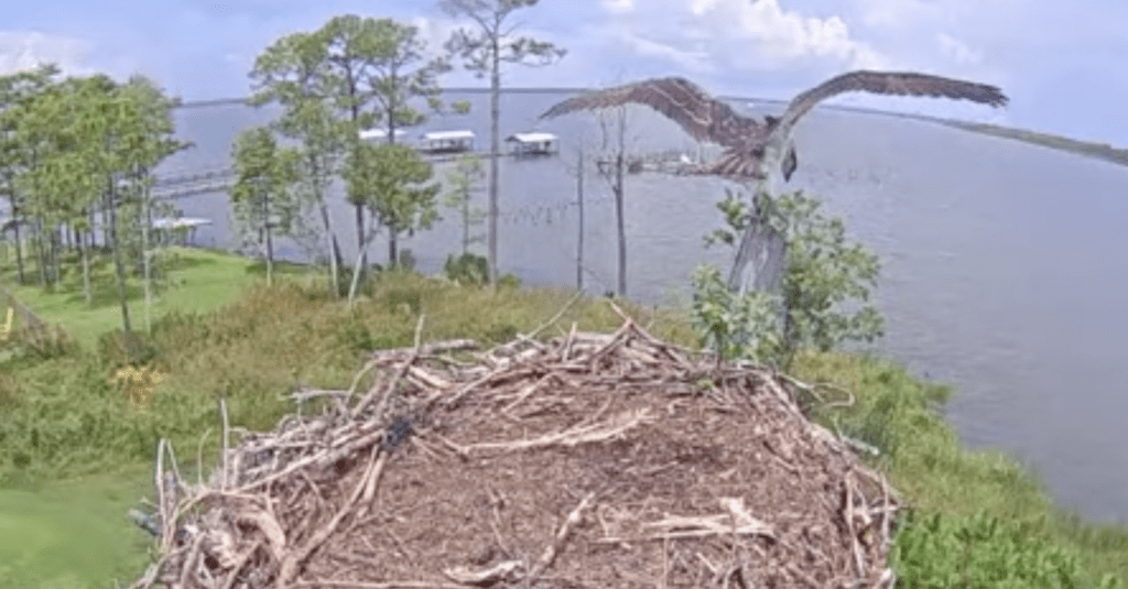 WATCH NOW: Baby Osprey at Wolf Bay in Baldwin County is about to take flight!