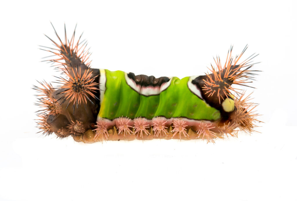 You can look, but don’t touch—meet Alabama’s venomous caterpillars You can look, but don’t touch—meet Alabama’s venomous caterpillars