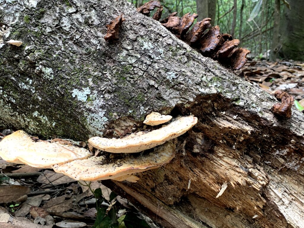 Why mushroom hunting is about to be your new favorite outdoor activity Why mushroom hunting is about to be your new favorite outdoor activity