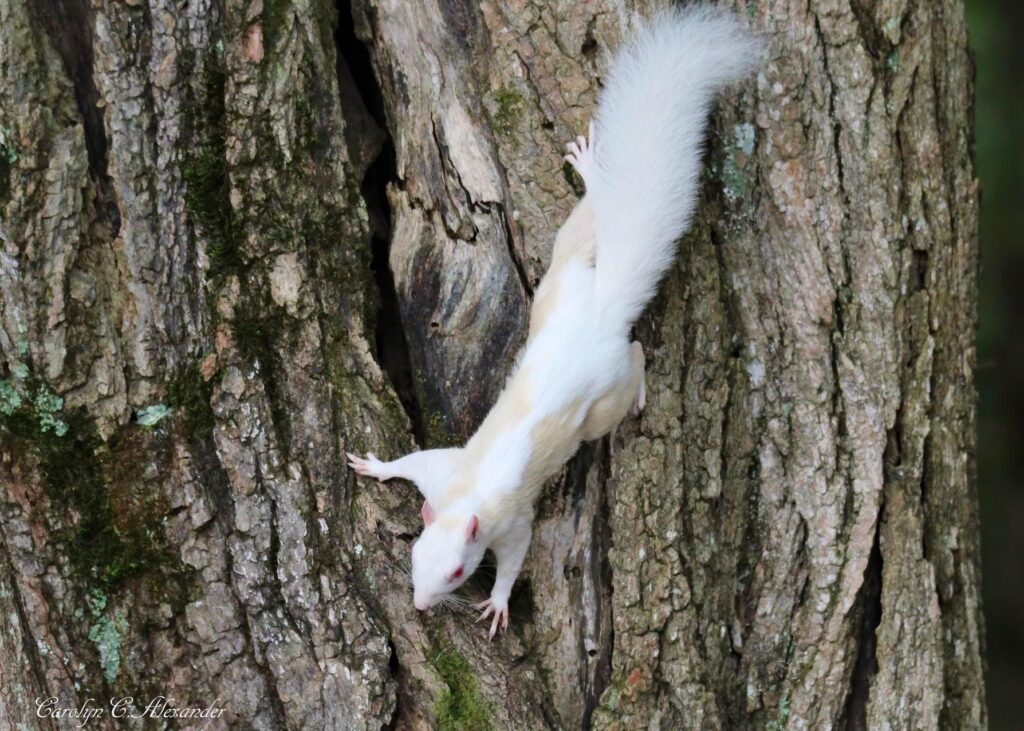 FOUND White Squirrel, is Huntsville becoming the next Brevard, NC? 3 white squirrel