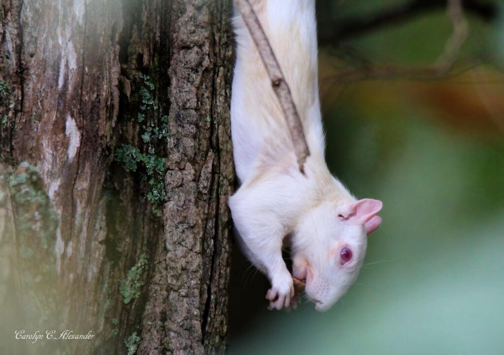 FOUND White Squirrel, is Huntsville becoming the next Brevard, NC? FOUND White Squirrel, is Huntsville becoming the next Brevard, NC?