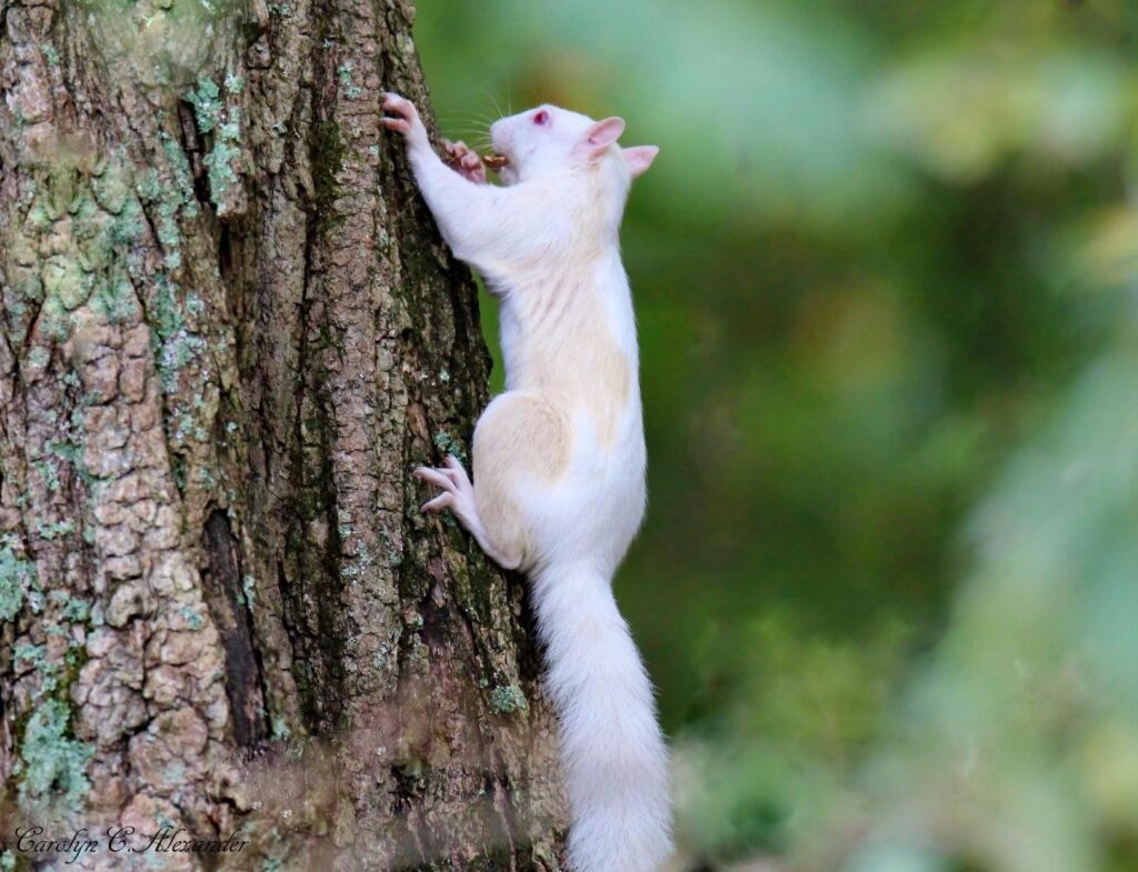 FOUND White Squirrel, is Huntsville becoming the next Brevard, NC? 2 white squirrel