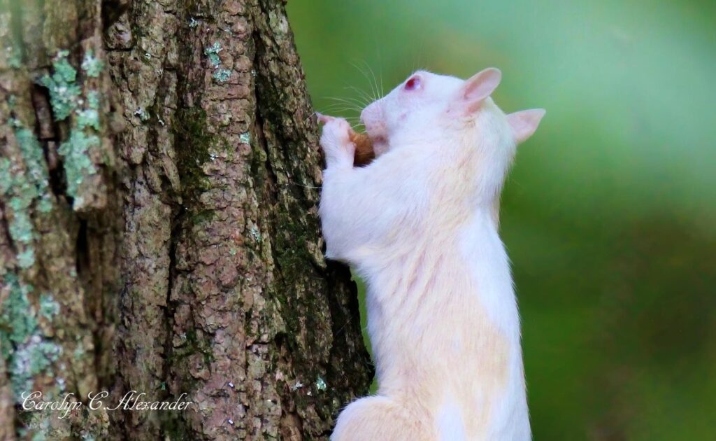 FOUND White Squirrel, is Huntsville becoming the next Brevard, NC? 4 white squirrel