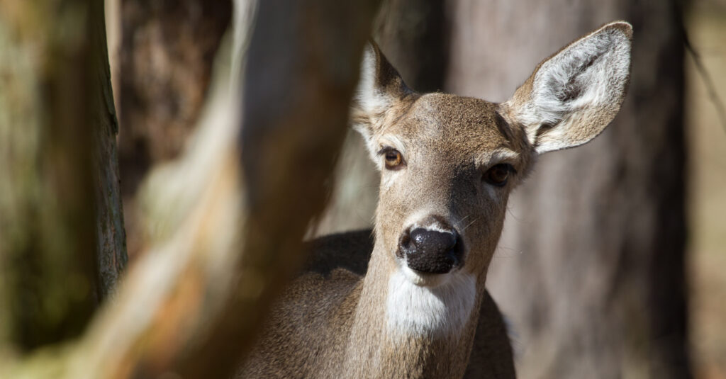 State Wildlife officials detect first case of Chronic Wasting Disease in Alabama State Wildlife officials detect first case of Chronic Wasting Disease in Alabama