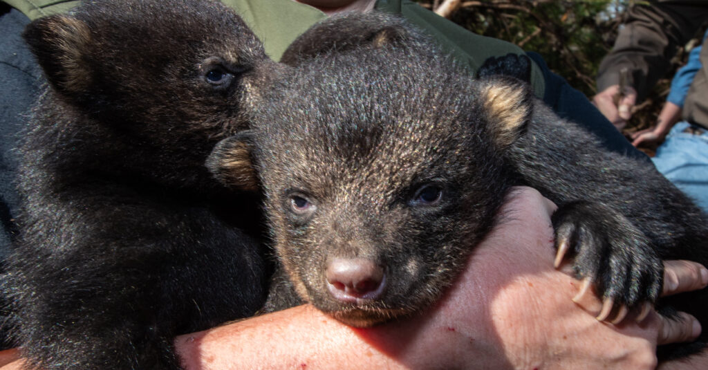 Adorable black bear cubs discovered in DeKalb County, Alabama (PHOTOS) Adorable black bear cubs discovered in DeKalb County, Alabama (PHOTOS)