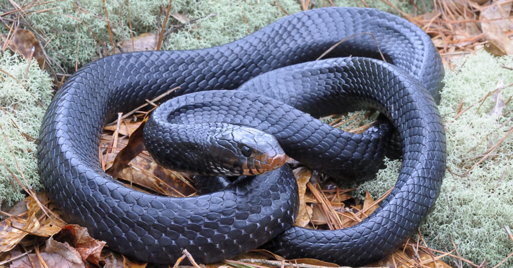 Eastern Indigo Snake