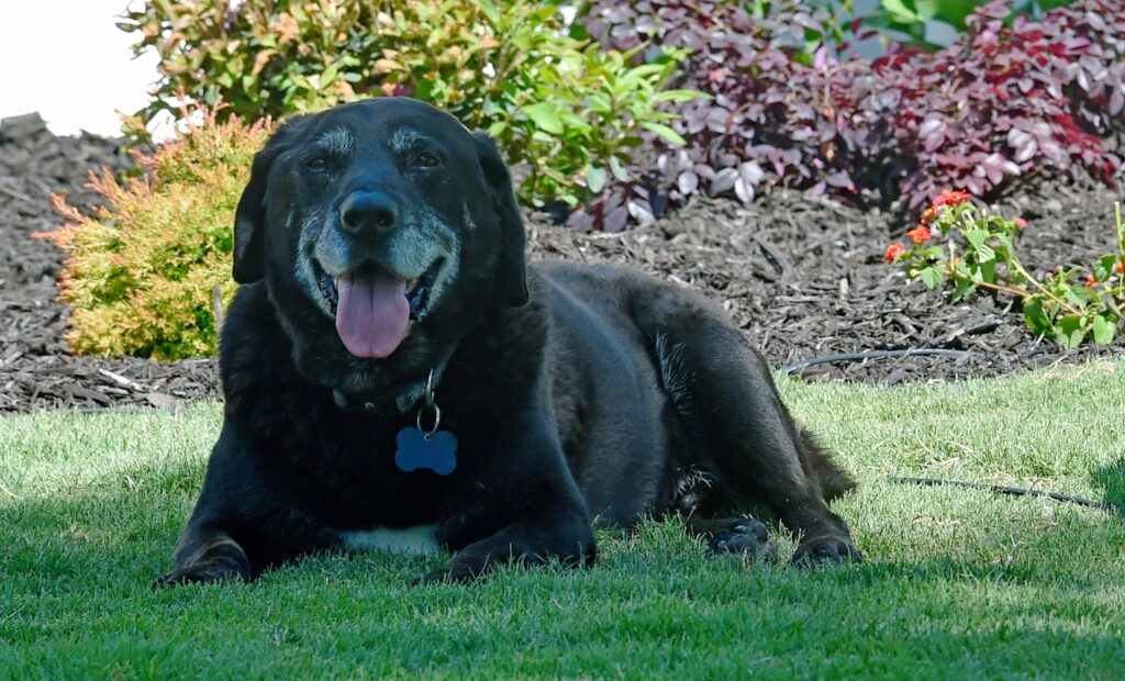 Northeast Alabama Community College’s beloved campus dog passes away
