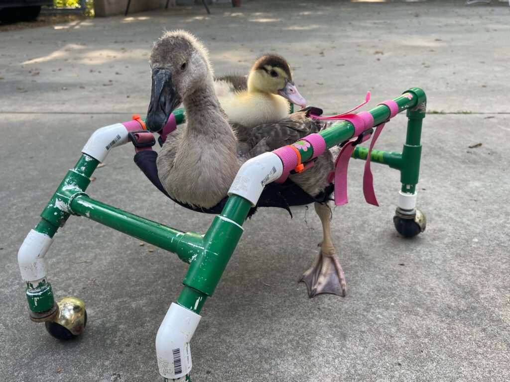 Snead’s Farmhouse is helping injured ducks recover + you can too—find out more