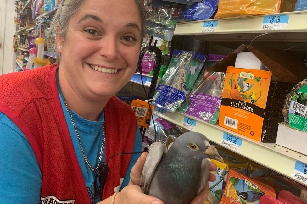 British homing pigeon found near Monroeville, 4K miles from home British homing pigeon found near Monroeville, 4K miles from home