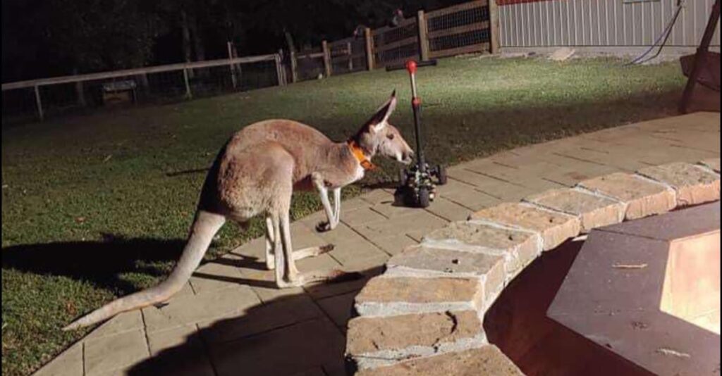 BREAKING: Missing kangaroo in Cullman has been caught! BREAKING: Missing kangaroo in Cullman has been caught!