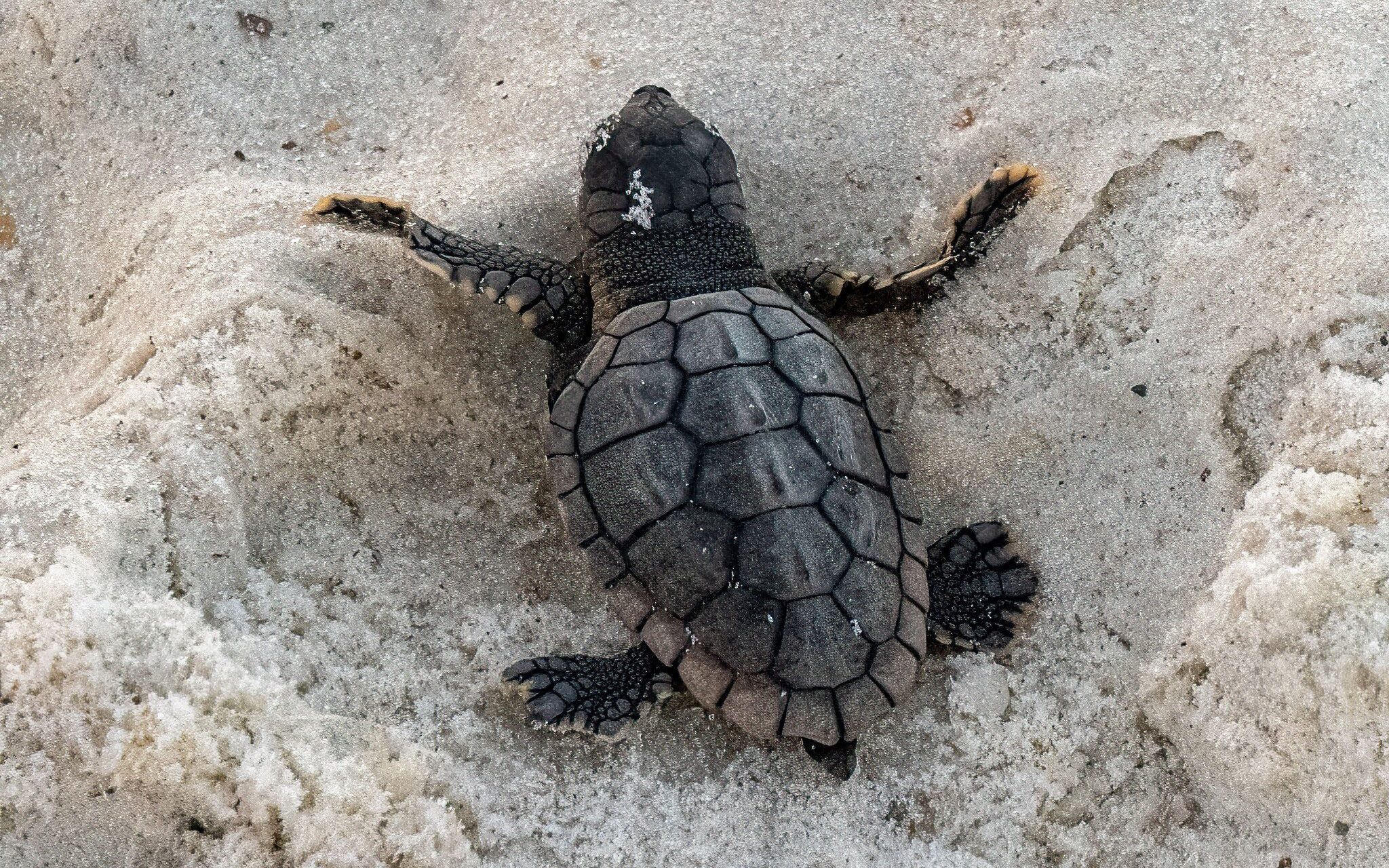 Over 64 baby sea turtles hatched in Orange Beach—how you can help protect them Over 64 baby sea turtles hatched in Orange Beach—how you can help protect them