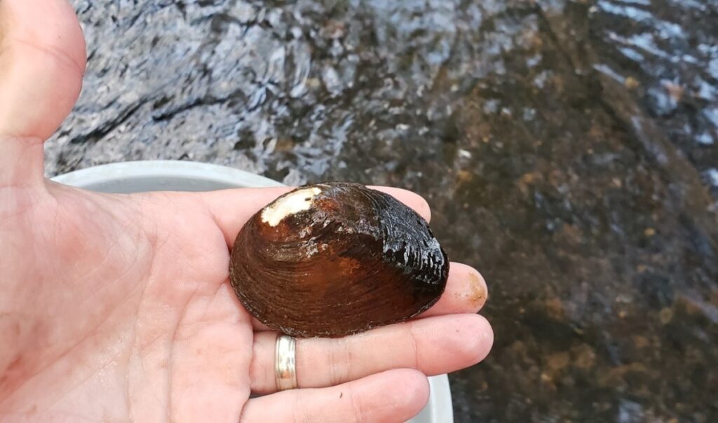 This rare Alabama mussel is now federally protected as endangered—learn more This rare Alabama mussel is now federally protected as endangered—learn more