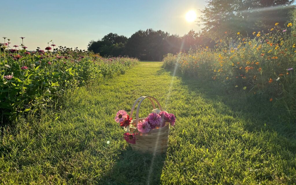 New Pick-Your-Own Flower Farm Open Outside Of Auburn [Photos]