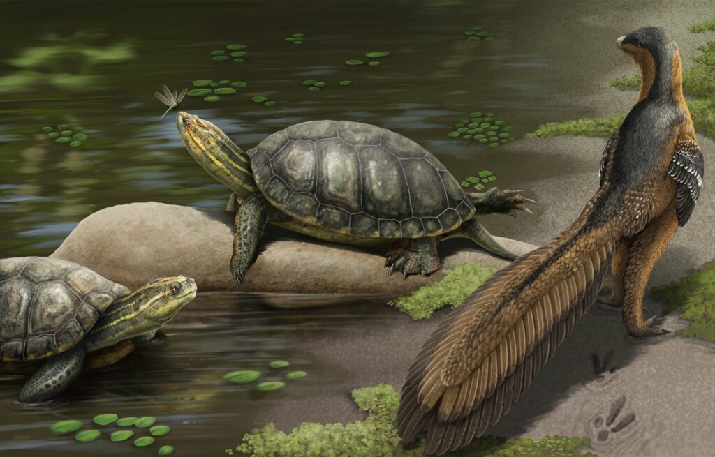 NEW species of giant fossil turtle discovered in Alabama | The Bama Buzz