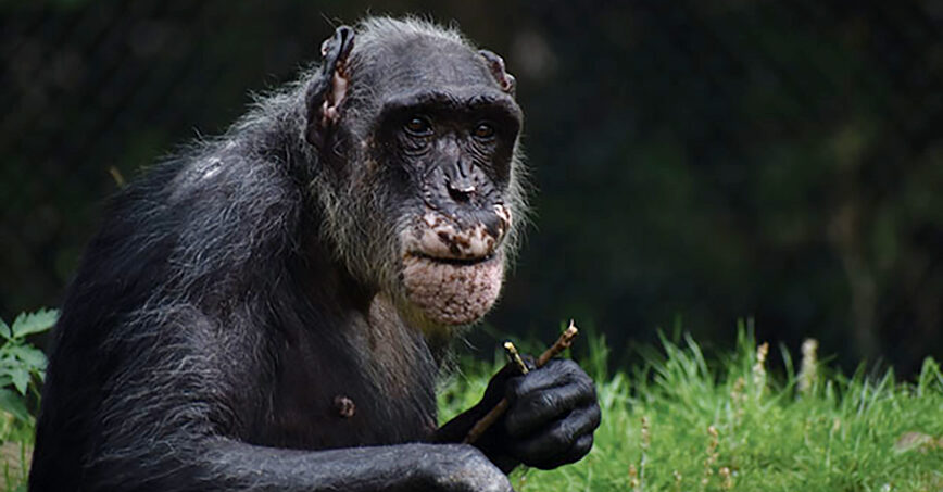Snika Chimpanzee At Montgomery Zoo E1664192200117 Montgomery